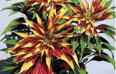 Amaranthus tricolour splendens perfecta Seeds