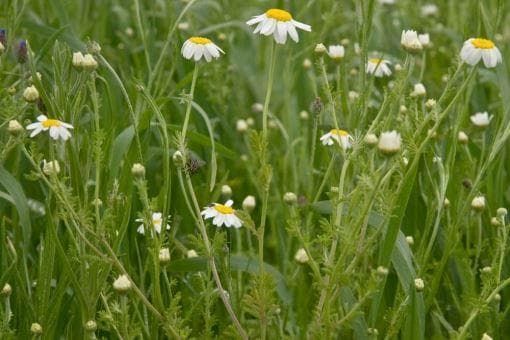 Wild Flower Corn Chamomile Anthemis arvensis Seeds