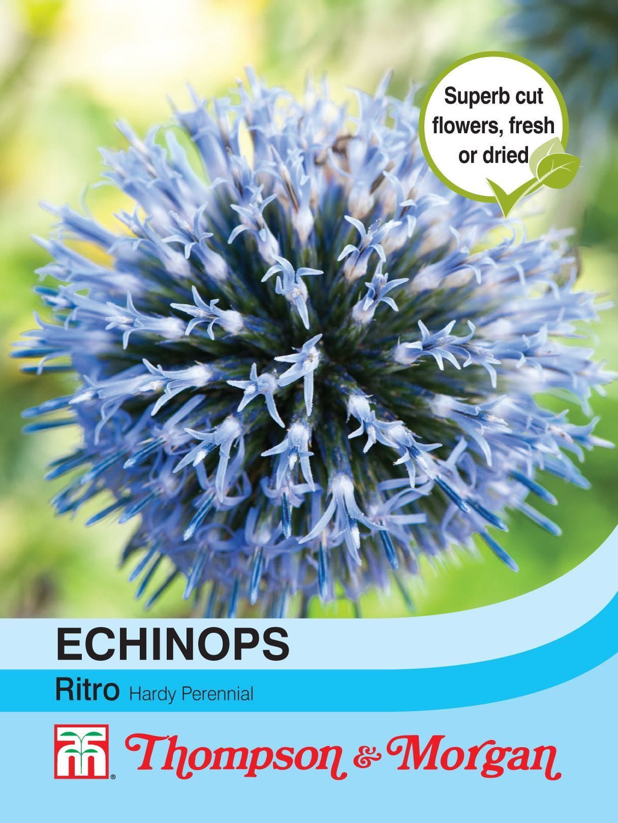 Thompson & Morgan - Echinops Ritro - 15 Seeds