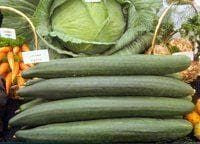 Exhibition Vegetable Robinsons Cucumber King George 10 Seed