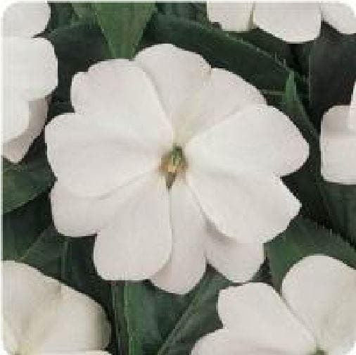 Impatiens New Guinea Divine White F1 Hybrid Seeds