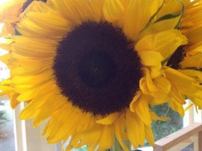 Sunflower Giant Single Seeds- Classic Tall Yellow Variety