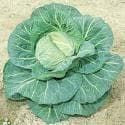 Cabbage Spring Hero F1 Hybrid Seeds