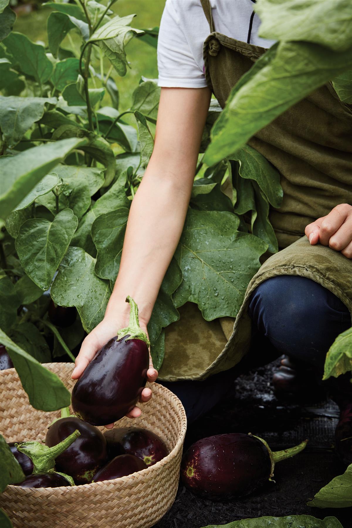 Aubergine Genie Seeds