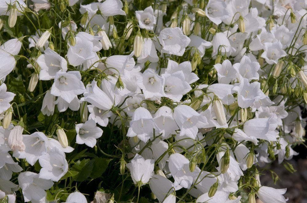 Campanula Cochlearifloria Advance Series White Seeds