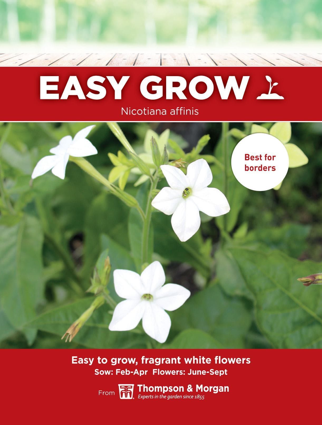 Thompson & Morgan - EasyGrow - Flower - Nicotiana Affinis - 100 Seeds
