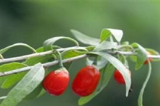 Goji Berry Seeds