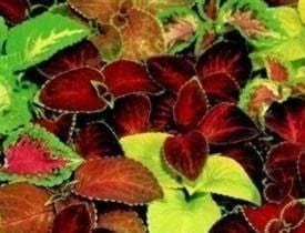 Coleus Super Rainbow Mixed Seeds