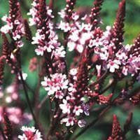 Verbena Hastata Rosea Seeds