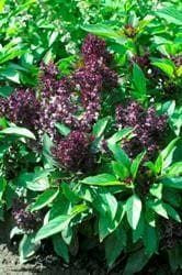 Basil Siam Queen Seeds