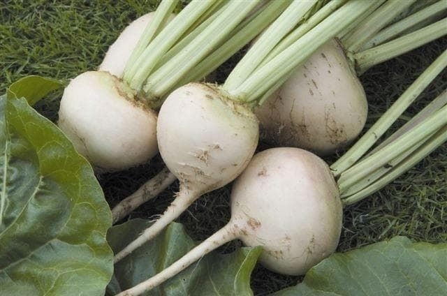 Beetroot White Detroit Seeds