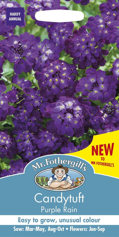 Mr Fothergills Candytuft Purple Rain 300 Seeds