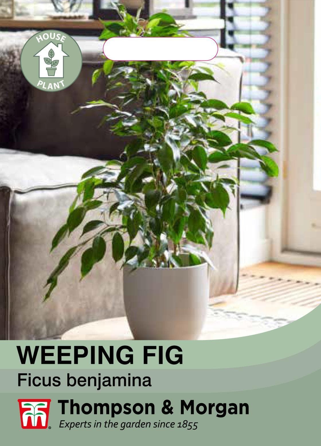Thompson & Morgan House Plant - Weeping Fig  - 50 Seeds