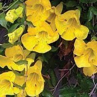 Bignonia Unguis-Cati Seeds