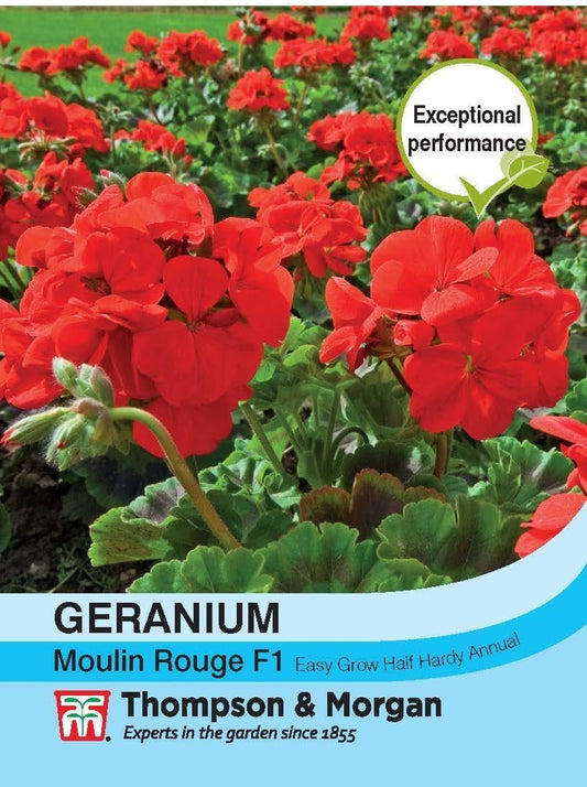 Thompson & Morgan Geranium Moulin Rouge 6 Seed