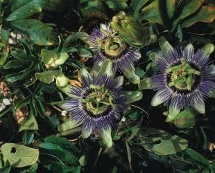 Passion Flower - Passiflora caerulea Seeds