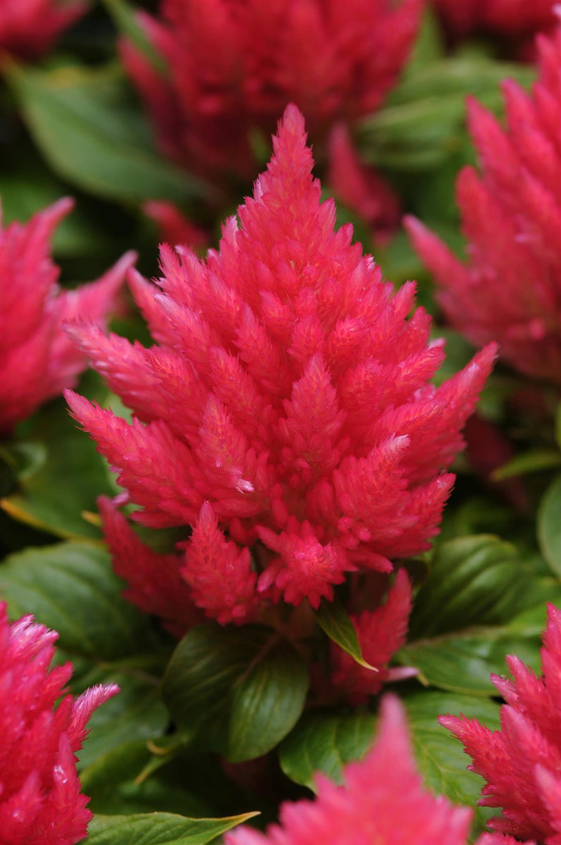 Celosia Ice Cream - Pink – JustSeed