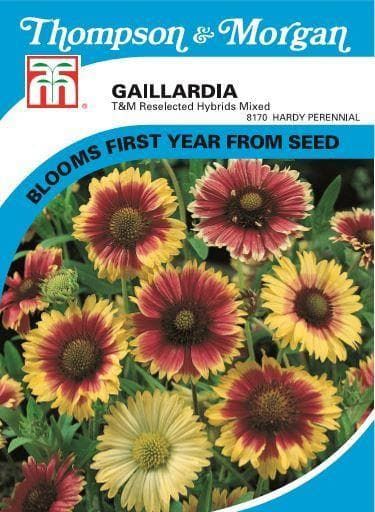 Thompson & Morgan Gaillardia T&M Reselected Hybrids 100 Seed