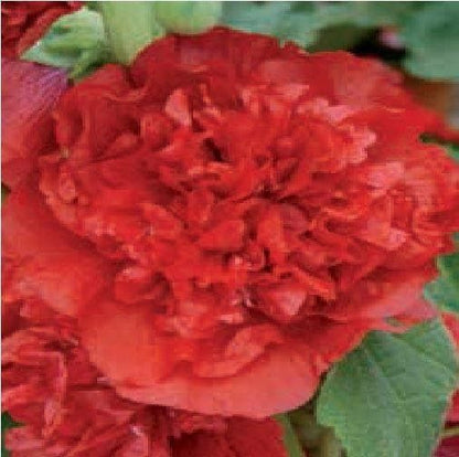 Hollyhock Chater Scarlet Seeds