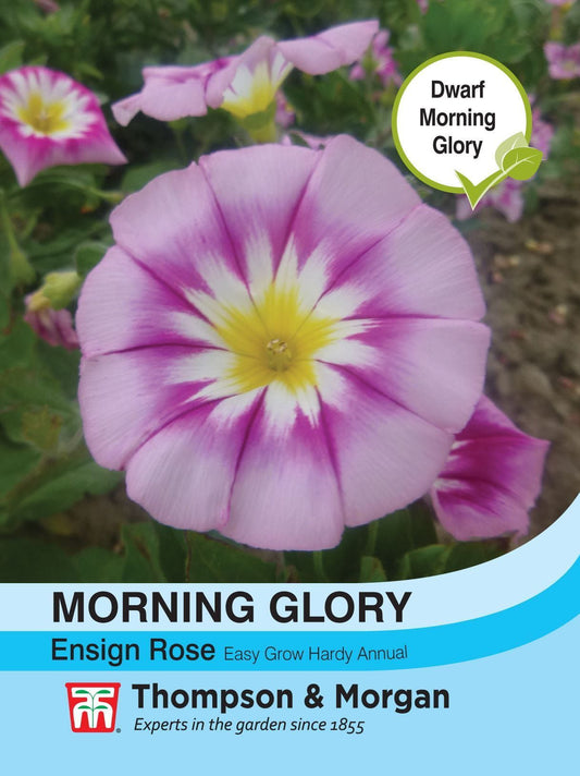 Thompson & Morgan - Flower - Morning Glory - Ensign Rose - 180 Seeds