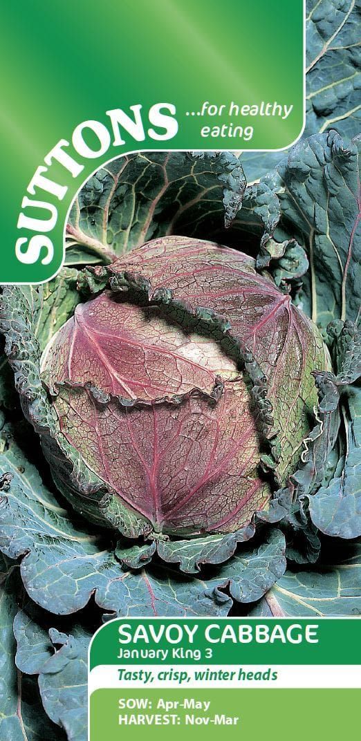 Sutton Seeds - Cabbage Seeds - January King 3