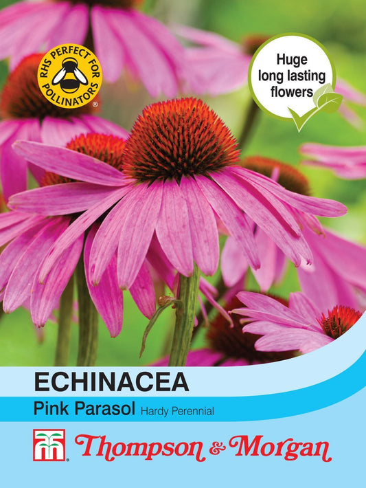 Thompson & Morgan Echinacea Pink Parasol 35 Seed