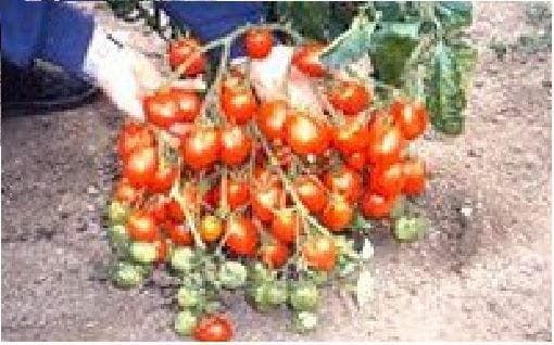 Exhibition Vegetable Robinsons Tomato Britain's Breakfast 25 Seeds
