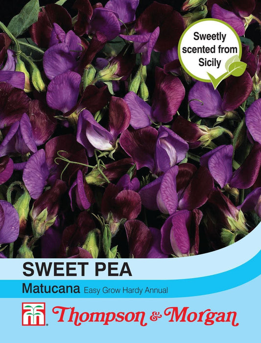 Thompson & Morgan Sweet Pea Matucana 20 Seed