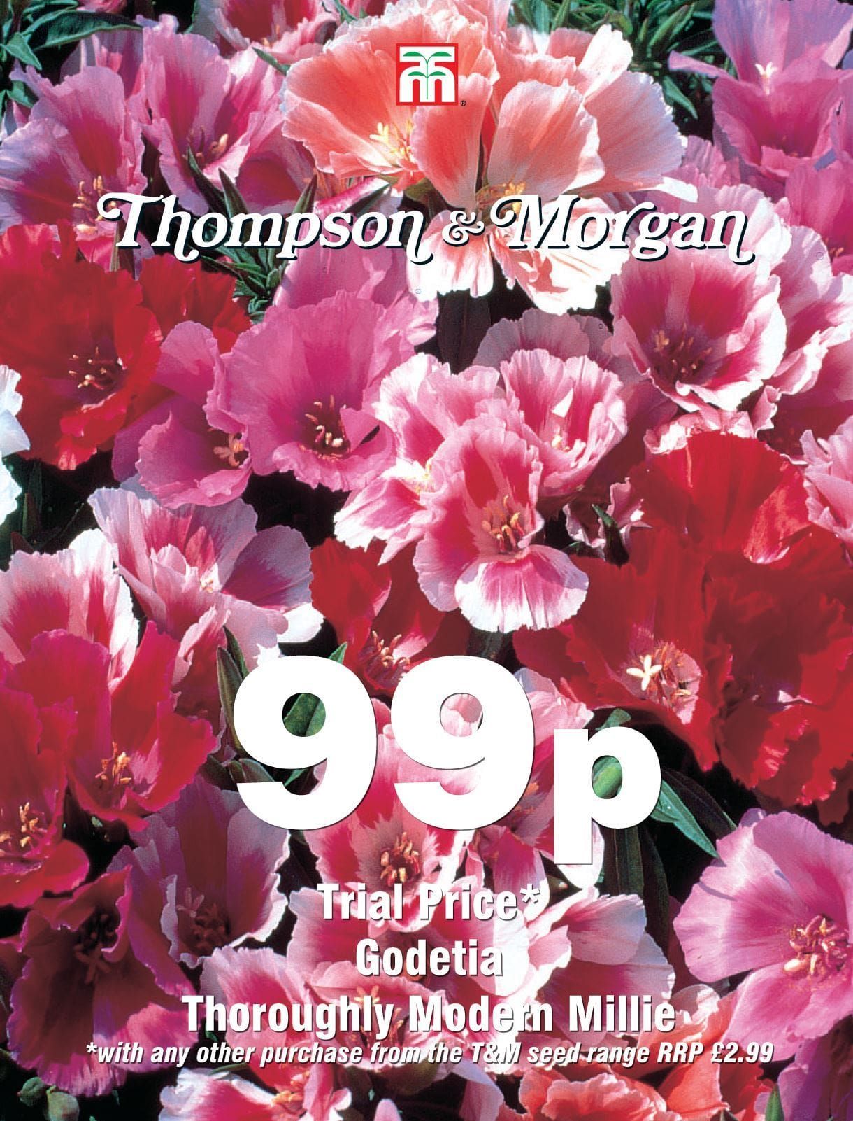 Thompson & Morgan - 99p Flower - Godetia - Thoroughly Modern Mllie - 300 Seeds