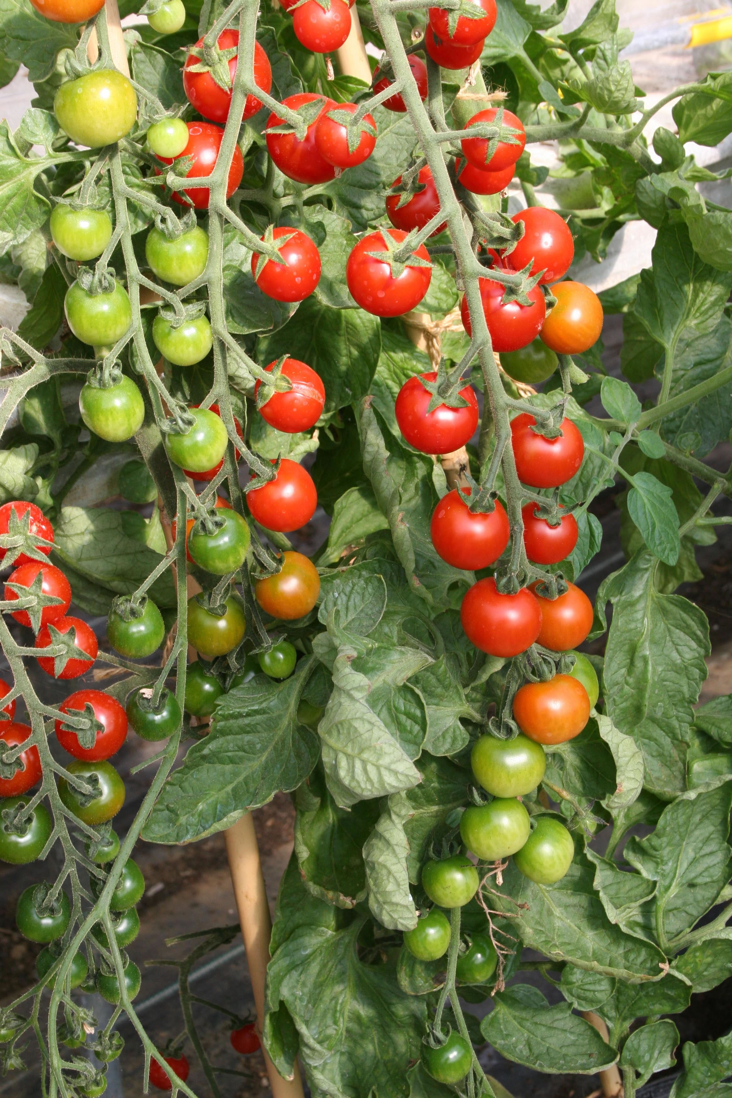 Tomato Cherrola F1 Hybrid Seeds – JustSeed