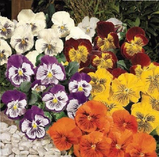 Pansy Whiskers Mixed F1 Hybrid Seeds