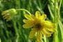 North American Arnica - Arnica chamissonis Seeds