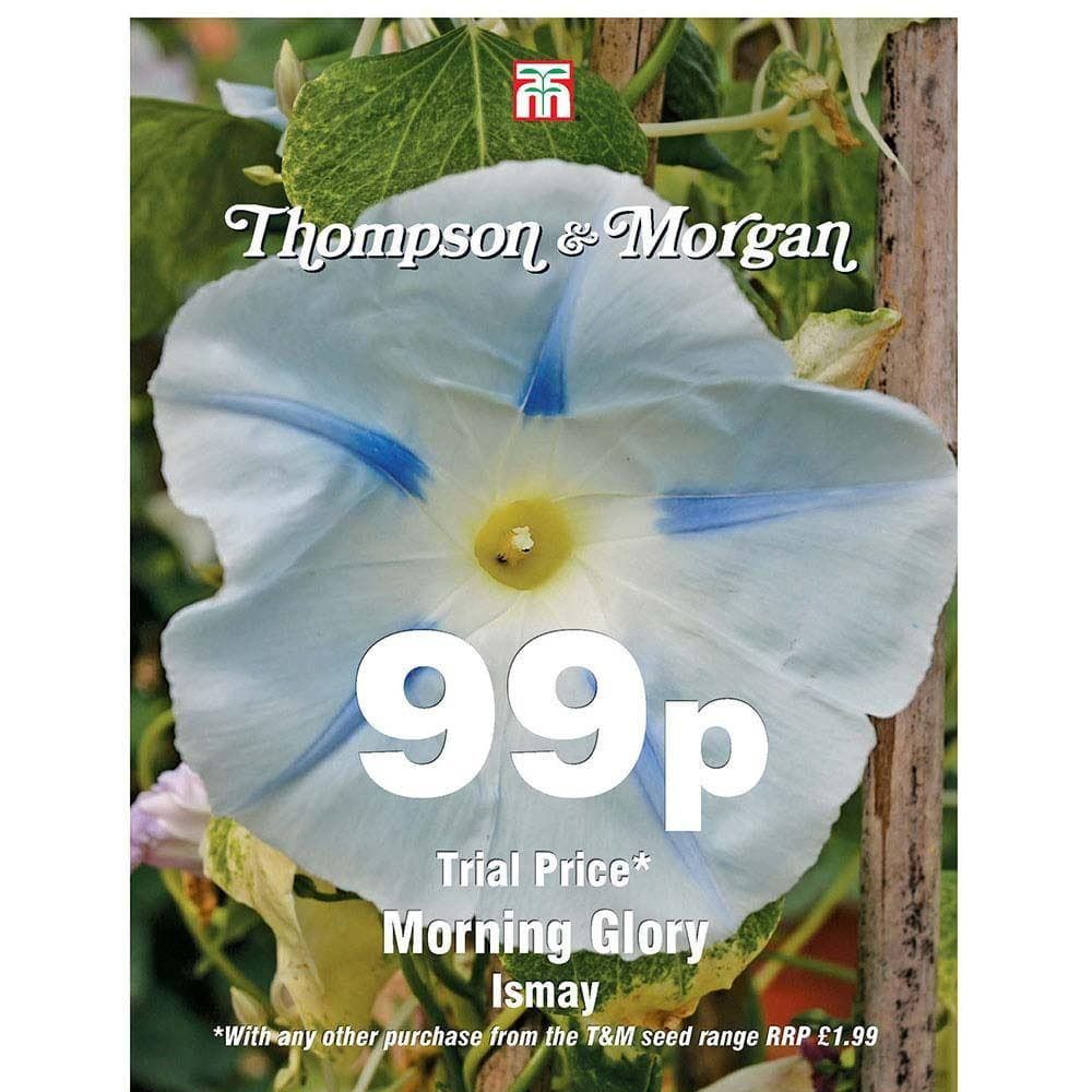 Thompson & Morgan - 99p Flower - Morning Glory - Ismay - 25 Seeds