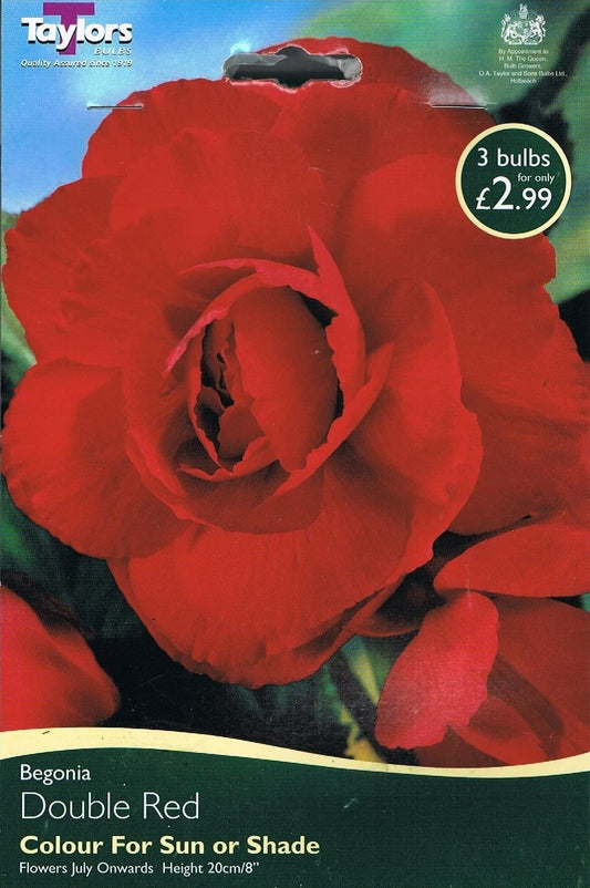 Taylors Double Begonia - Red - 3 Tubers - Pots and Borders