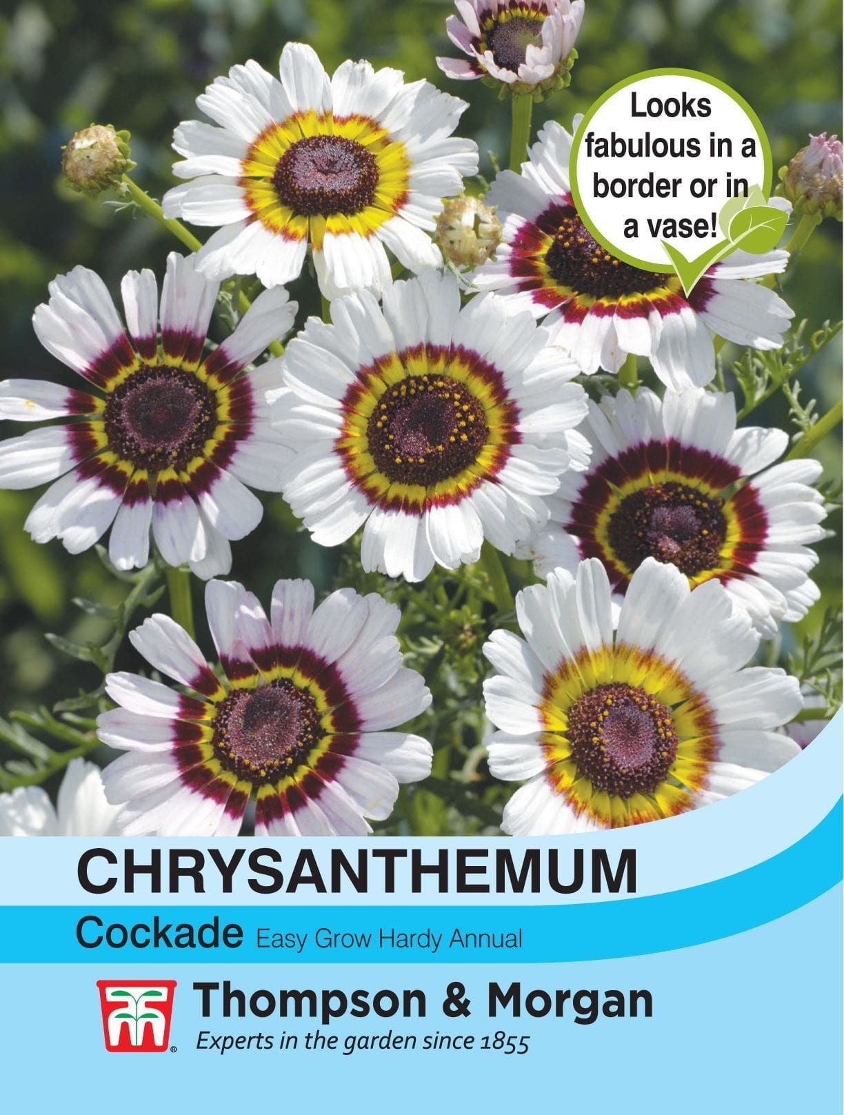 Thompson & Morgan - Flower - Chrysanthemum - Cockade - 200 Seeds