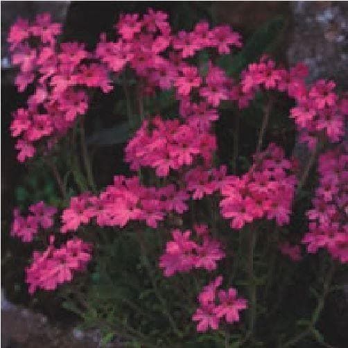 Erinus Alpinus 'Dr. Hahnle' Fairy Foxglove Seeds