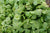 Organic Salad Claytonia perfoliata Winter Miners Lettuce