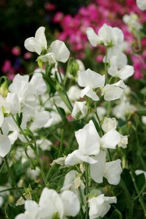 Sweet Pea Mammoth White Seeds