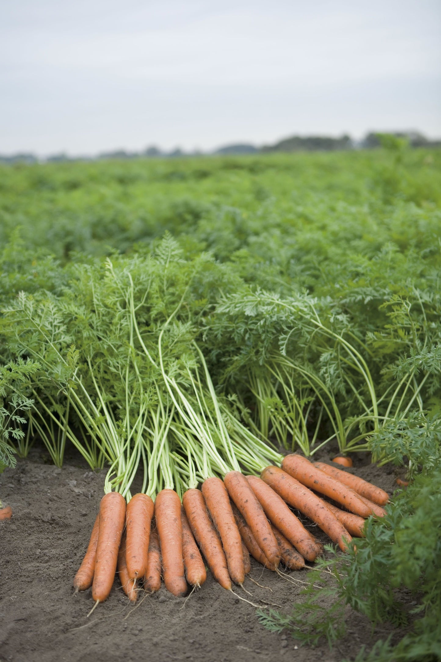 Organic Carrot Napoli F1 Hybrid Seeds