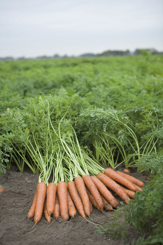 Organic Carrot Napoli F1 Seeds