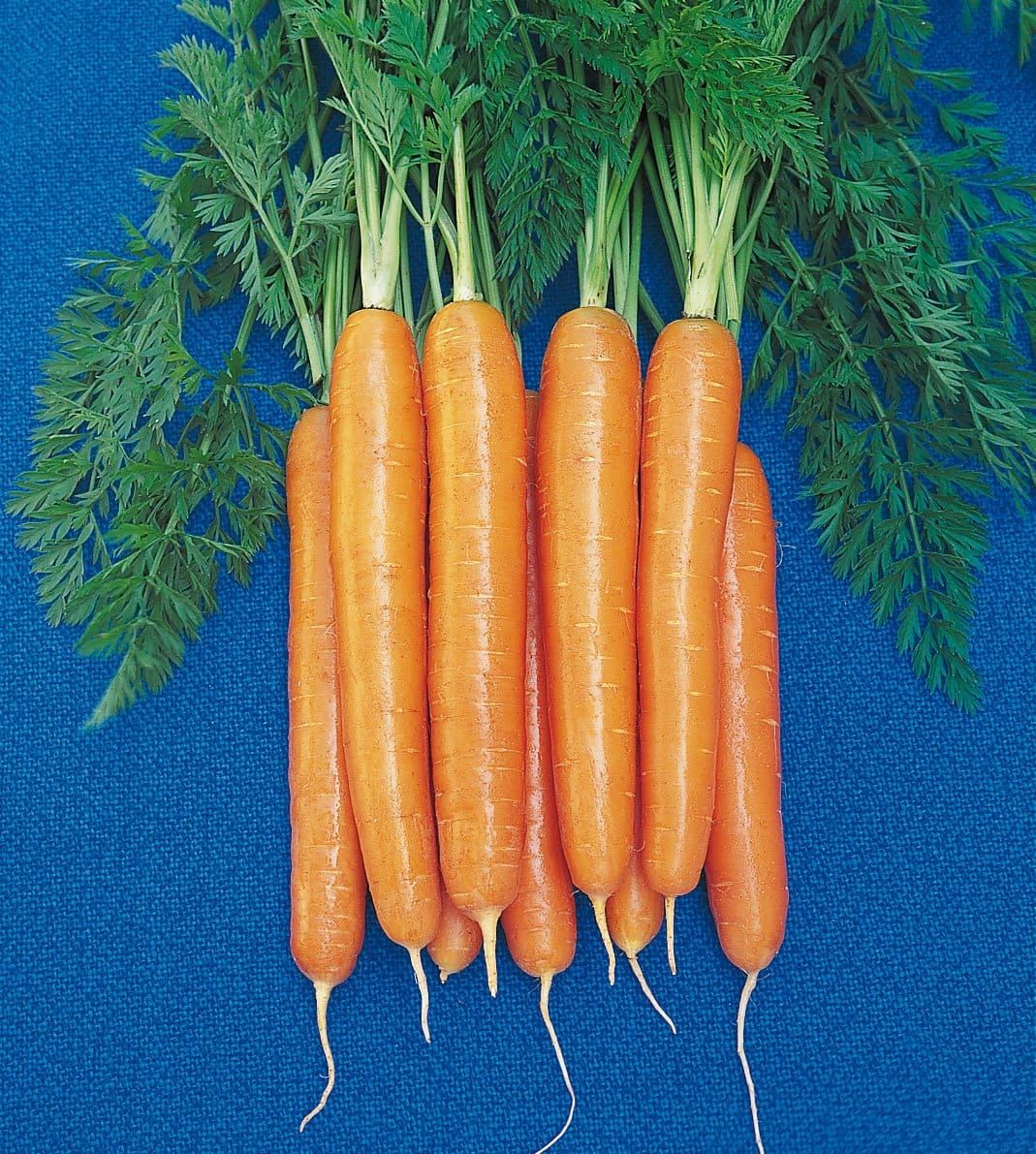 Organic Carrot Starca F1 Hybrid Seeds