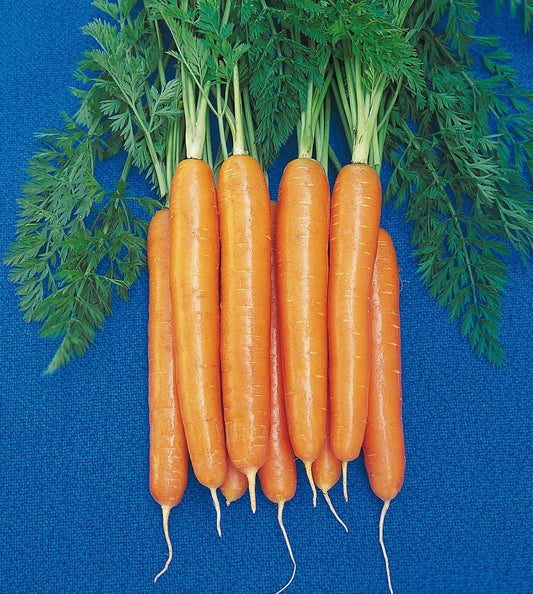 Organic Carrot Starca F1 Seeds