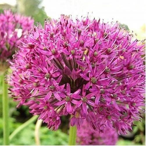 Allium Hollandicum Purple Sensation Seeds