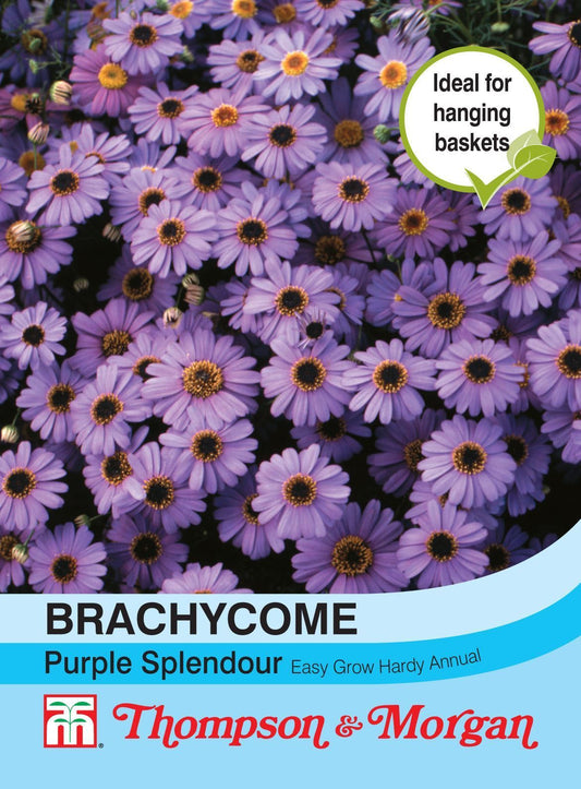 Thompson & Morgan Brachycome Purple Splendour 50 Seed