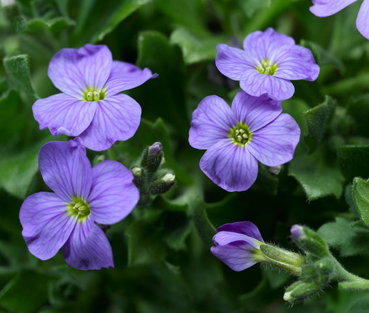 Aubrieta Katie F1 Hybrid - Blue Seeds
