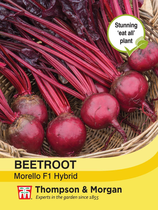 Thompson & Morgan - Vegetable - Beetroot - Morello - 150 Seeds