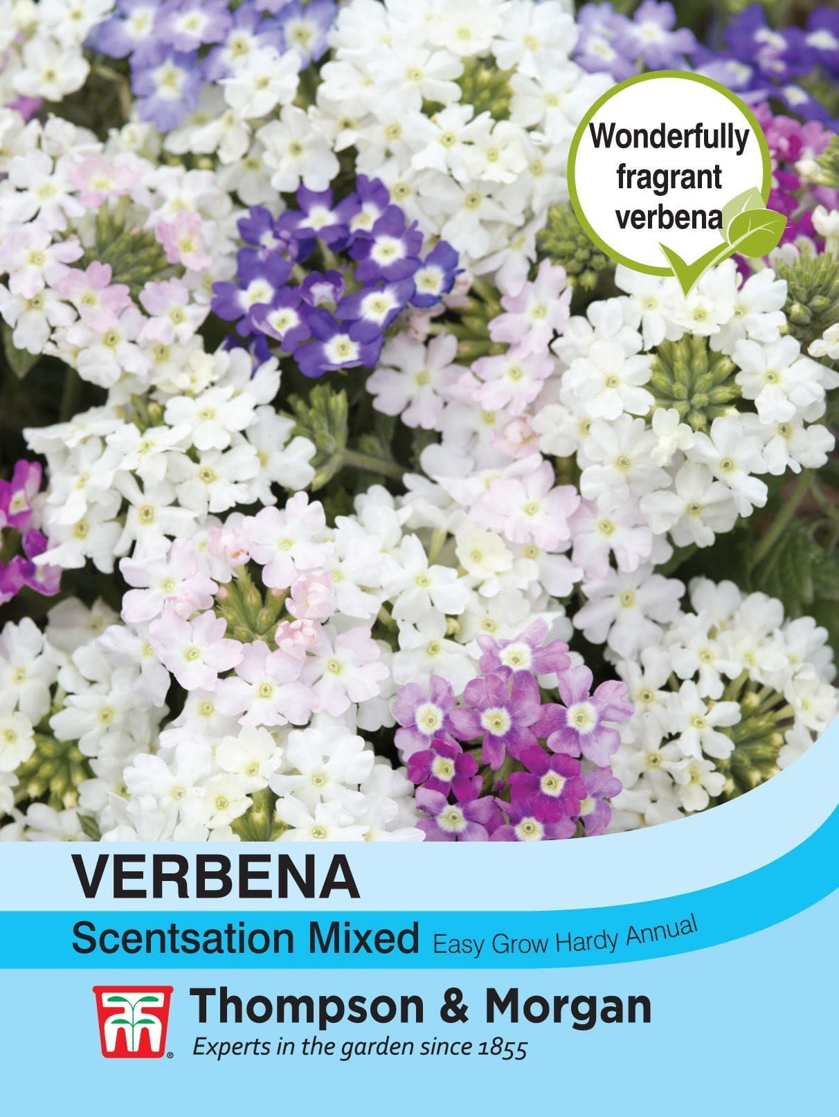 Thompson & Morgan - Flower - Verbena x hybrida - Scentsation Mixed - 50 Seeds