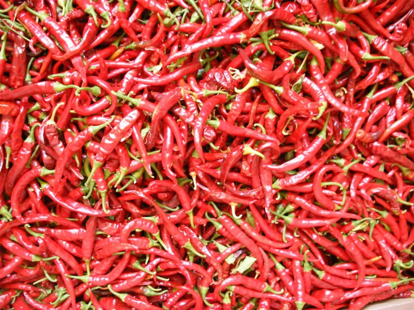 Organic Pepper (Chilli) Ring of Fire Seeds