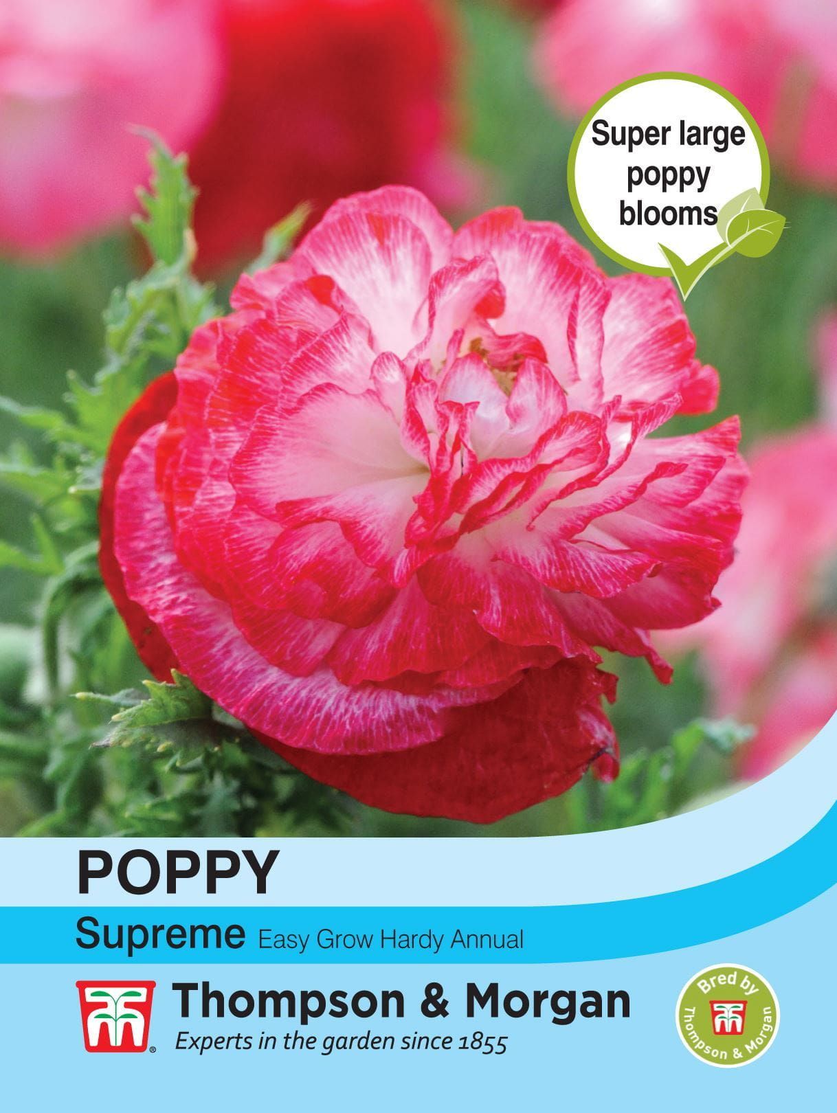 Thompson & Morgan - Flower - Poppy - Supreme - 300 Seeds