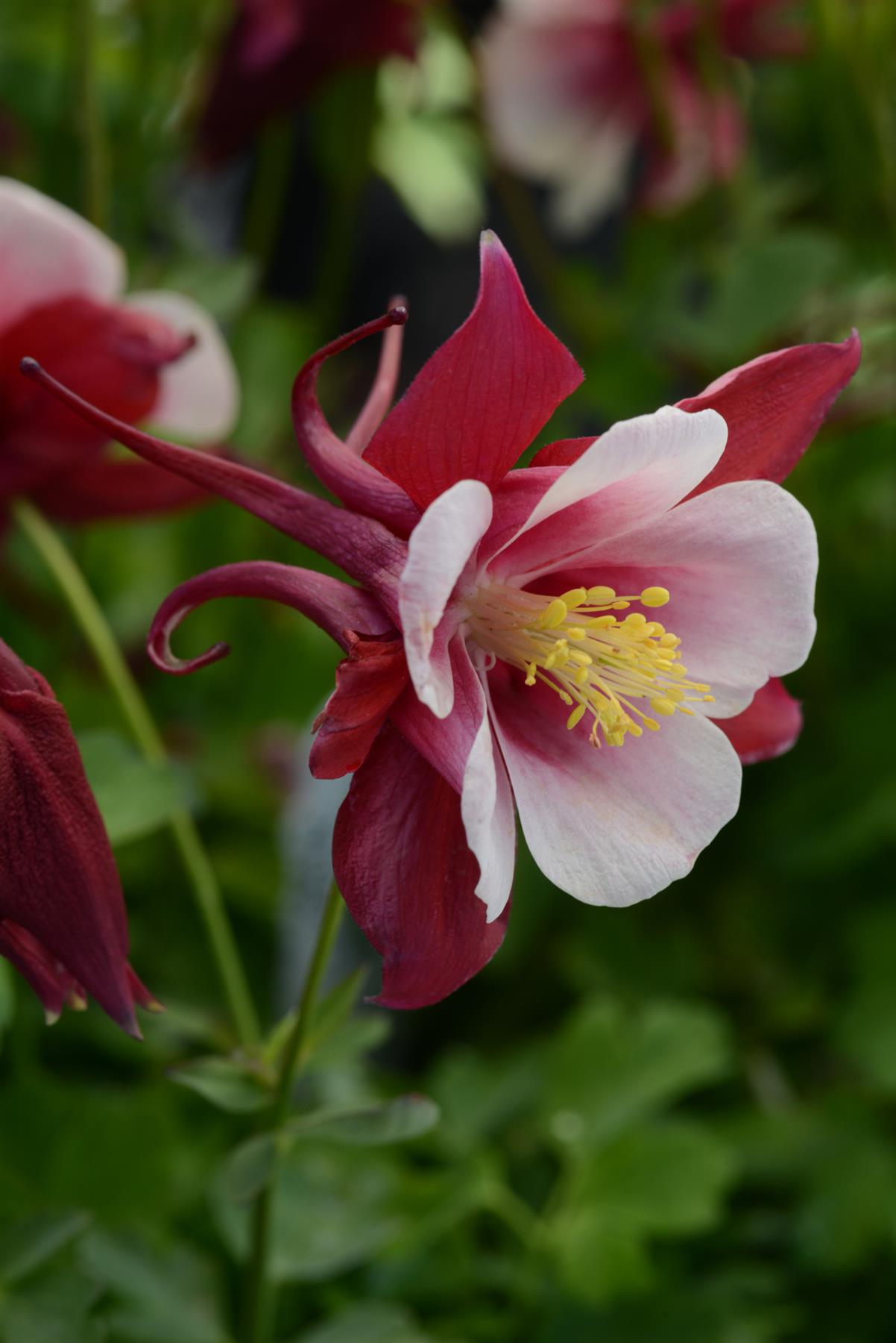 Aquilegia Earlybird Red and White Seeds
